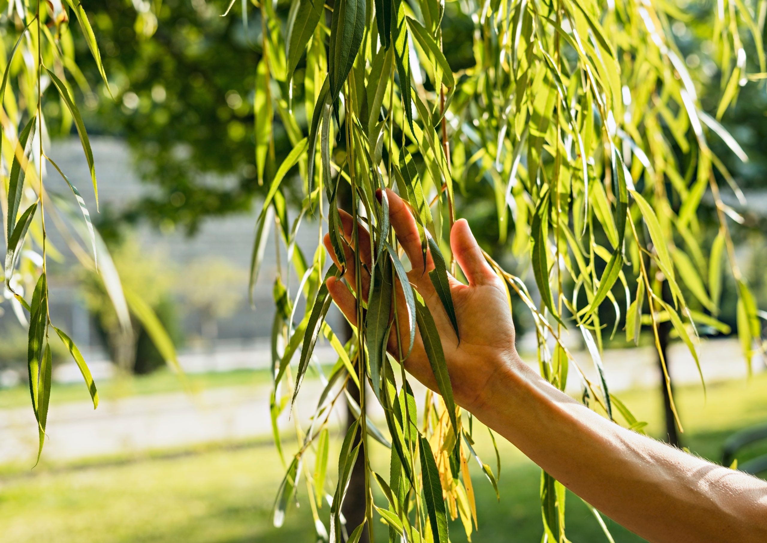 hand-touching-drooping-willow-leaves-in-sunlight-2026-01-07-05-28-47-utc